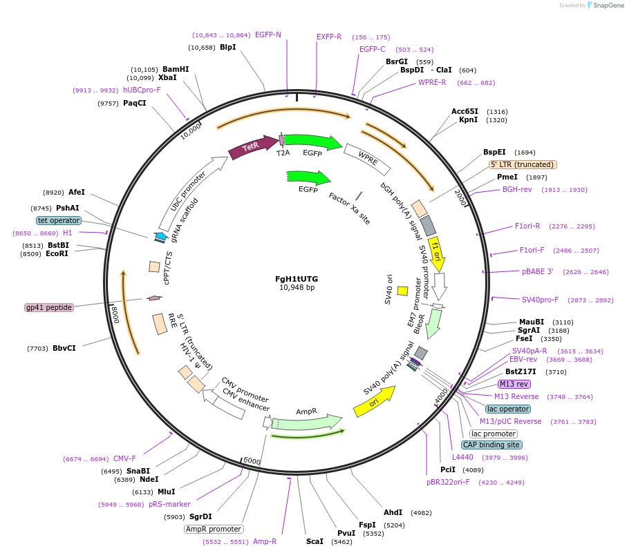 70183-plasmid-map-sequence-id-323569