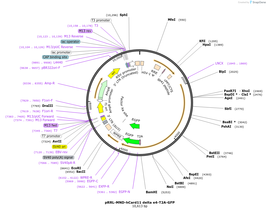 163771-plasmid-map-sequence-id-323575