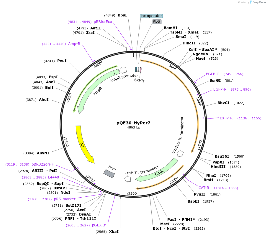 141071-plasmid-map-sequence-id-323579