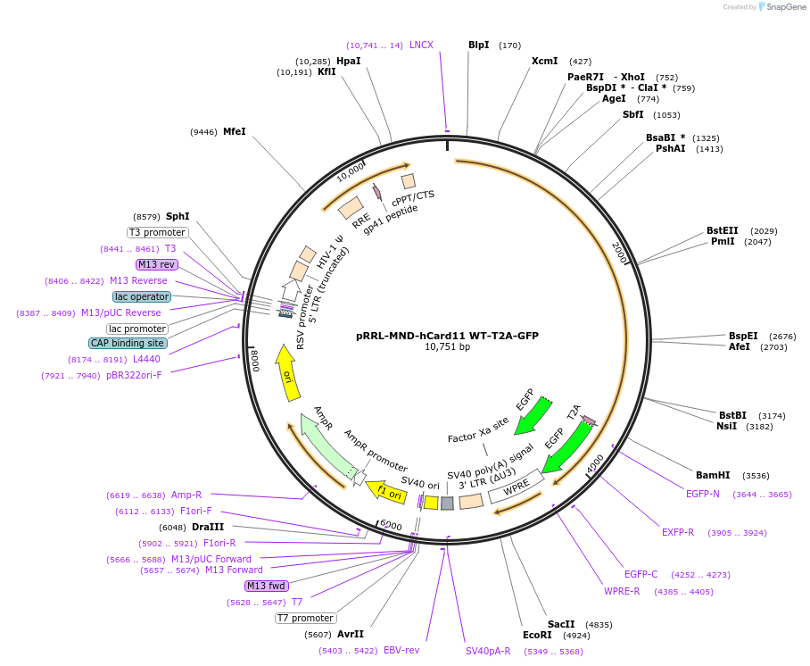 163787-plasmid-map-sequence-id-323580
