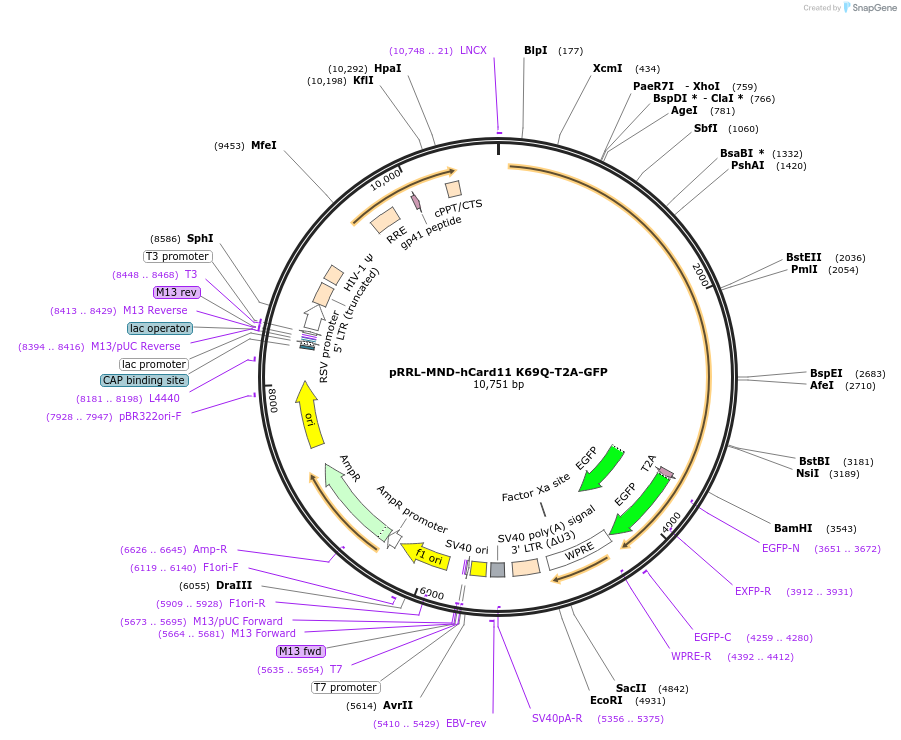 163780-plasmid-map-sequence-id-323584