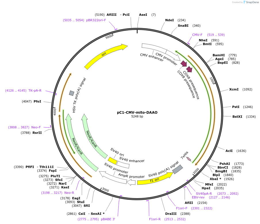 141132-plasmid-map-sequence-id-323598