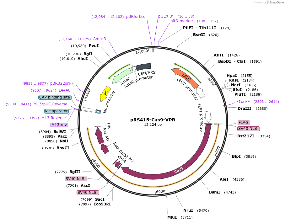 163971-plasmid-map-sequence-id-323600