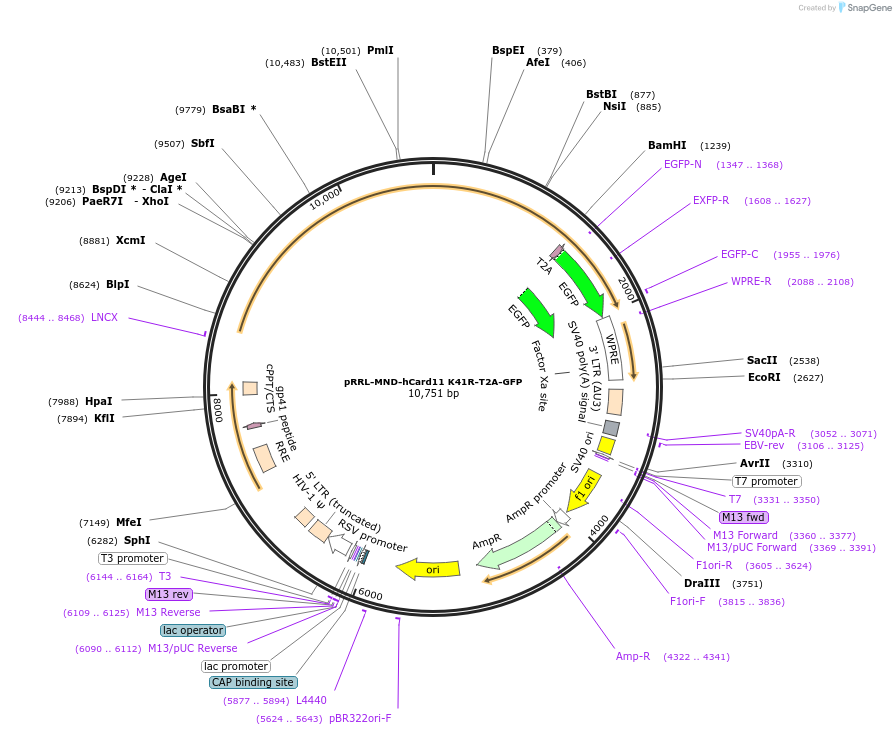163779-plasmid-map-sequence-id-323606