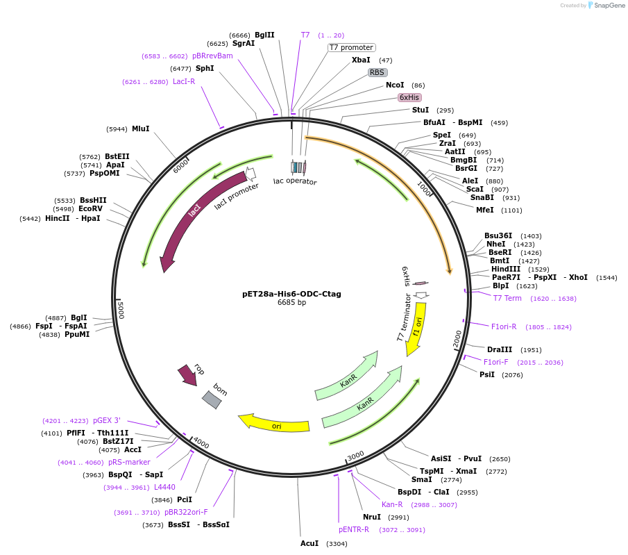 163614-plasmid-map-sequence-id-323607