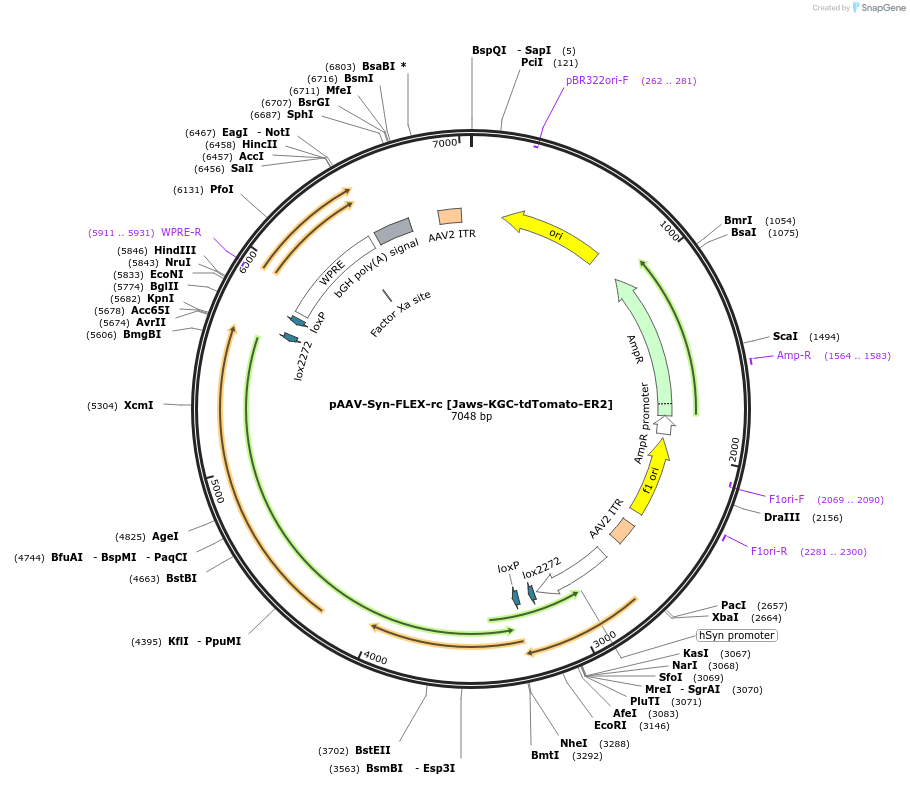 153536-plasmid-map-sequence-id-323614