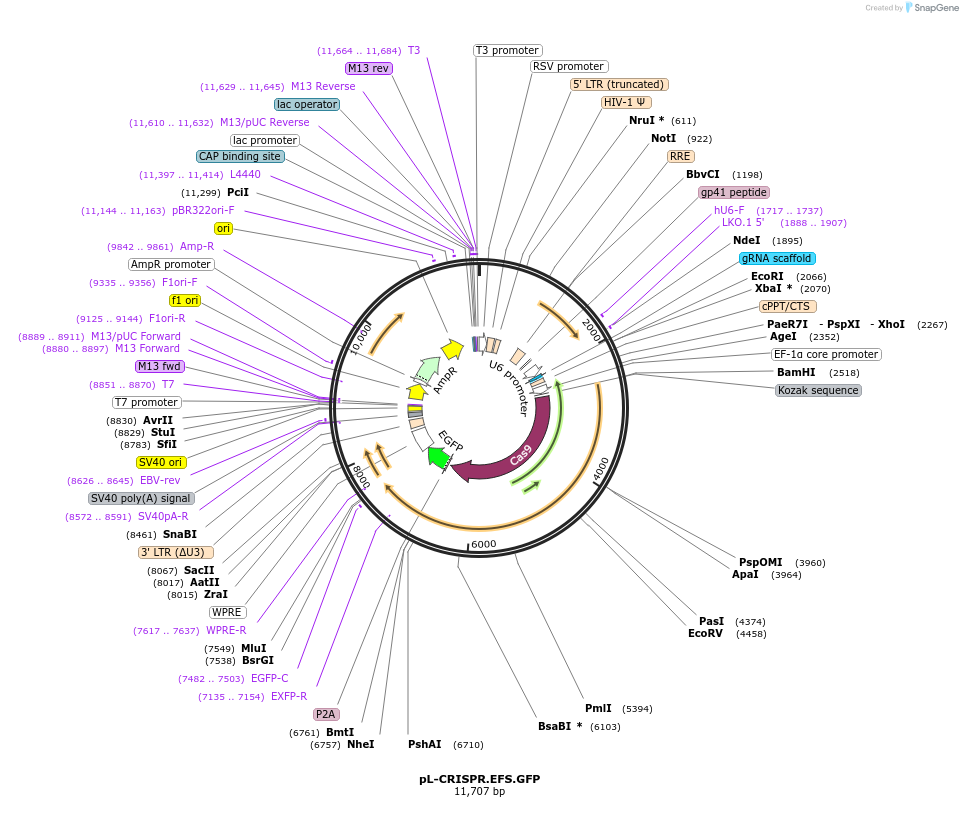 57818-plasmid-map-sequence-id-323615