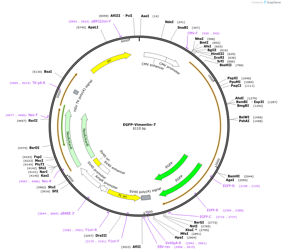 56439-plasmid-map-sequence-id-323617
