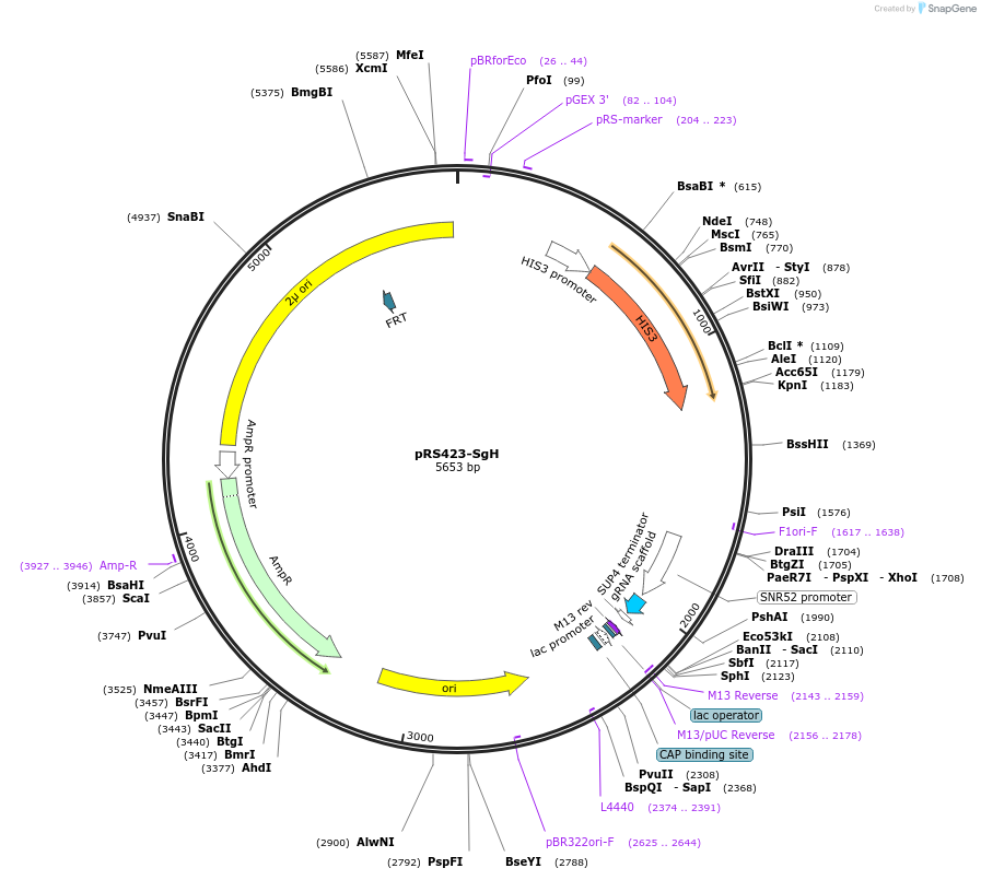 163972-plasmid-map-sequence-id-323625