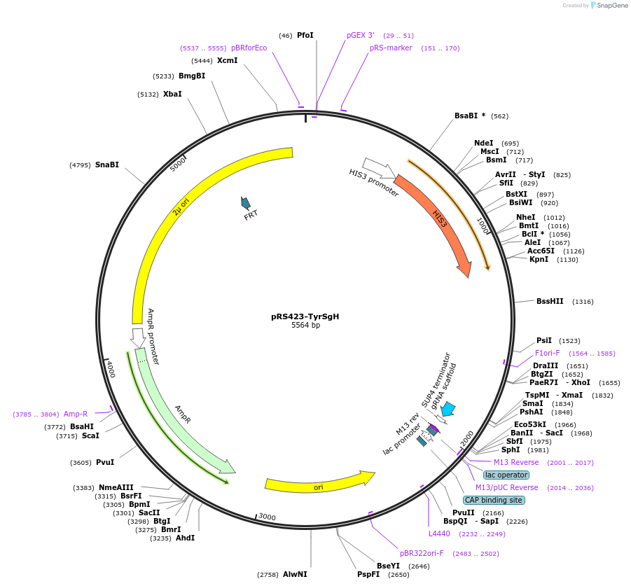 163973-plasmid-map-sequence-id-323626