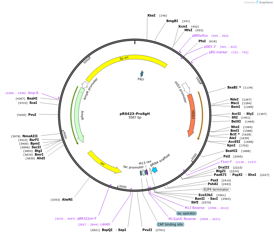 163974-plasmid-map-sequence-id-323627