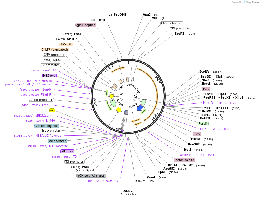164219-plasmid-map-sequence-id-323632