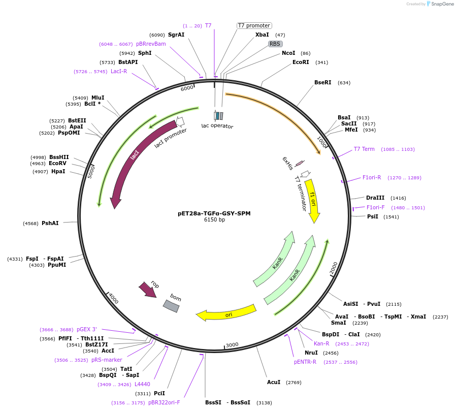 163615-plasmid-map-sequence-id-323634