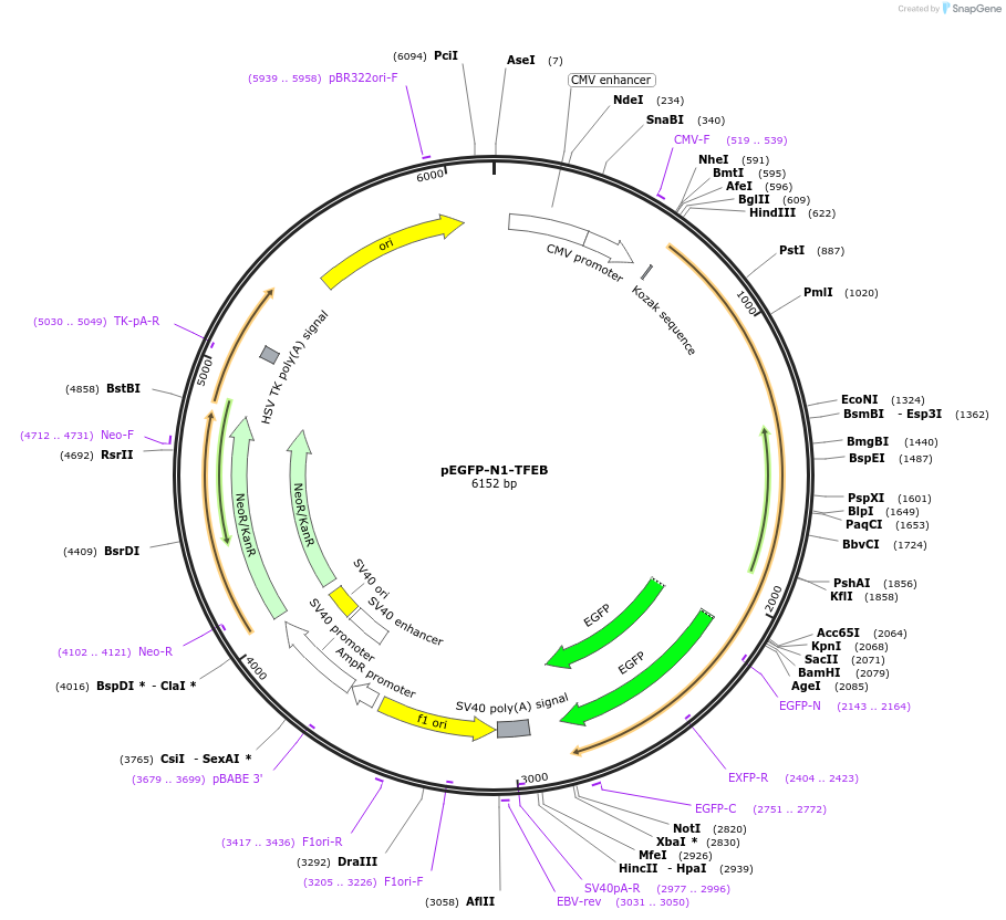 38119-plasmid-map-sequence-id-323642