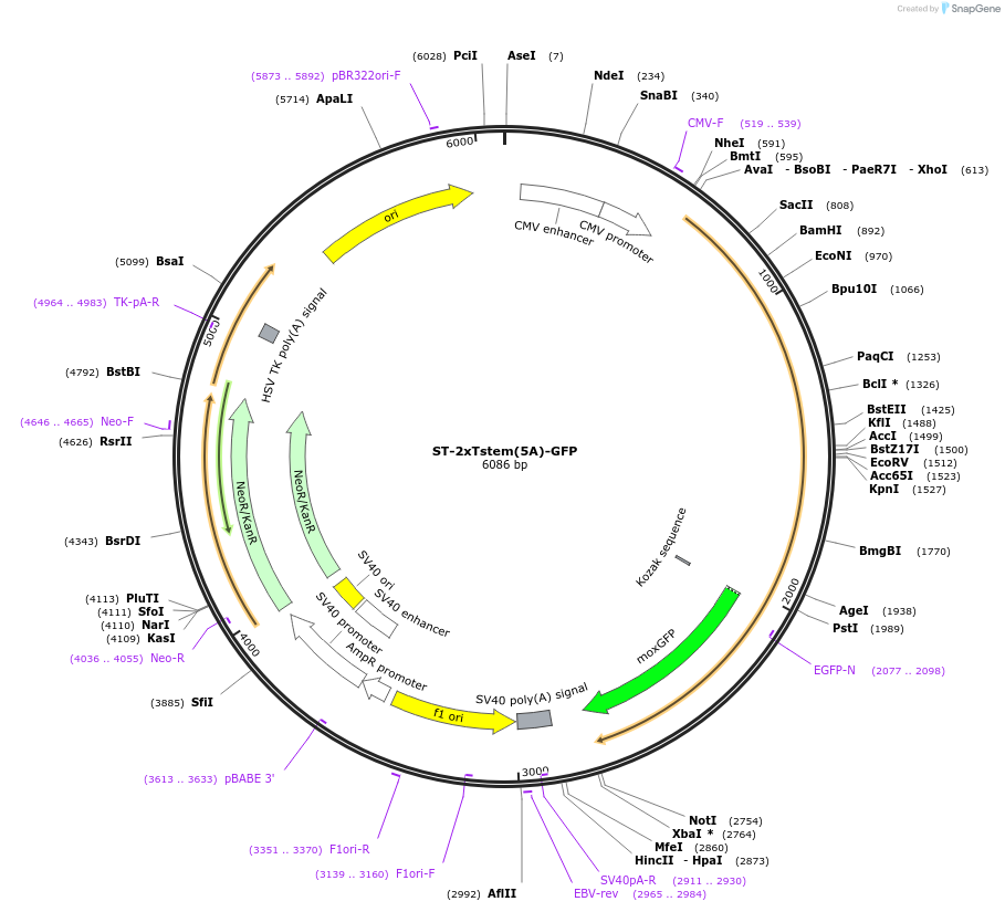 162504-plasmid-map-sequence-id-323646