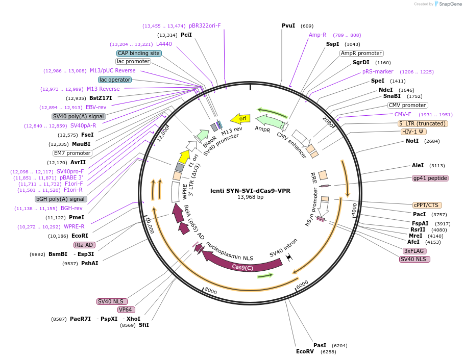 164575-plasmid-map-sequence-id-323656