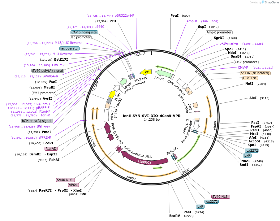 164576-plasmid-map-sequence-id-323657