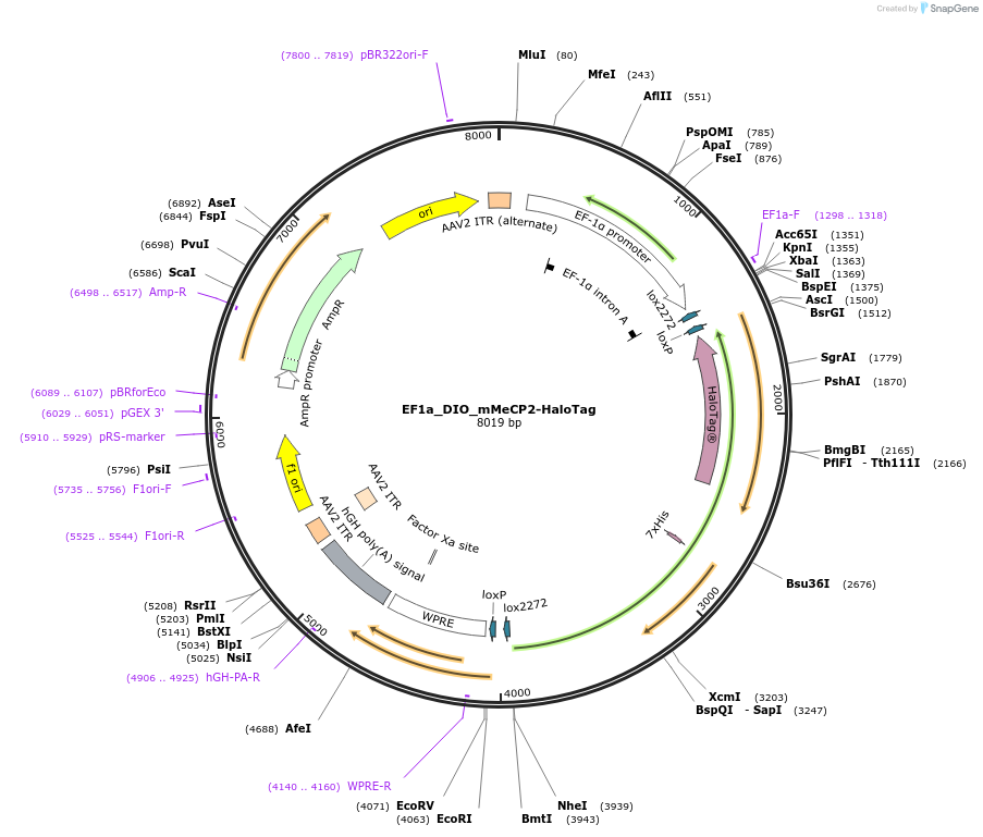 164062-plasmid-map-sequence-id-323732