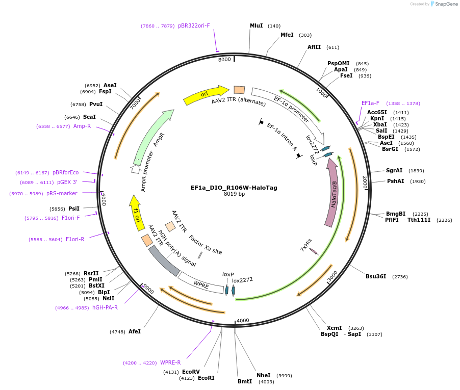 164063-plasmid-map-sequence-id-323735