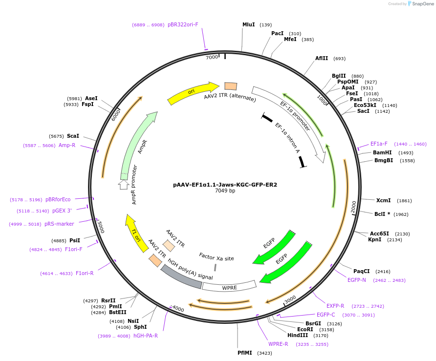 153537-plasmid-map-sequence-id-323739