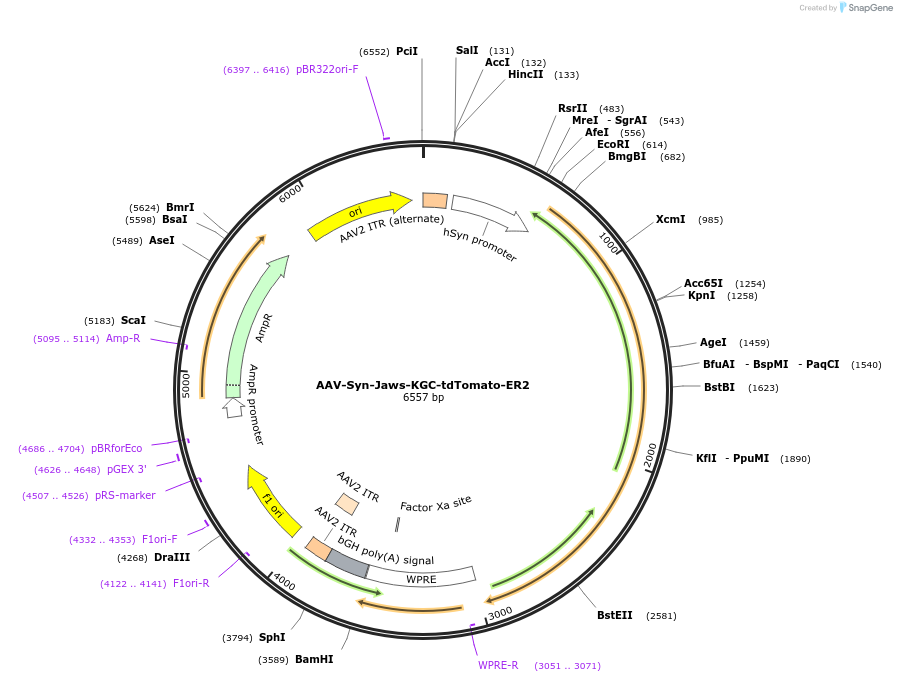 153535-plasmid-map-sequence-id-323757