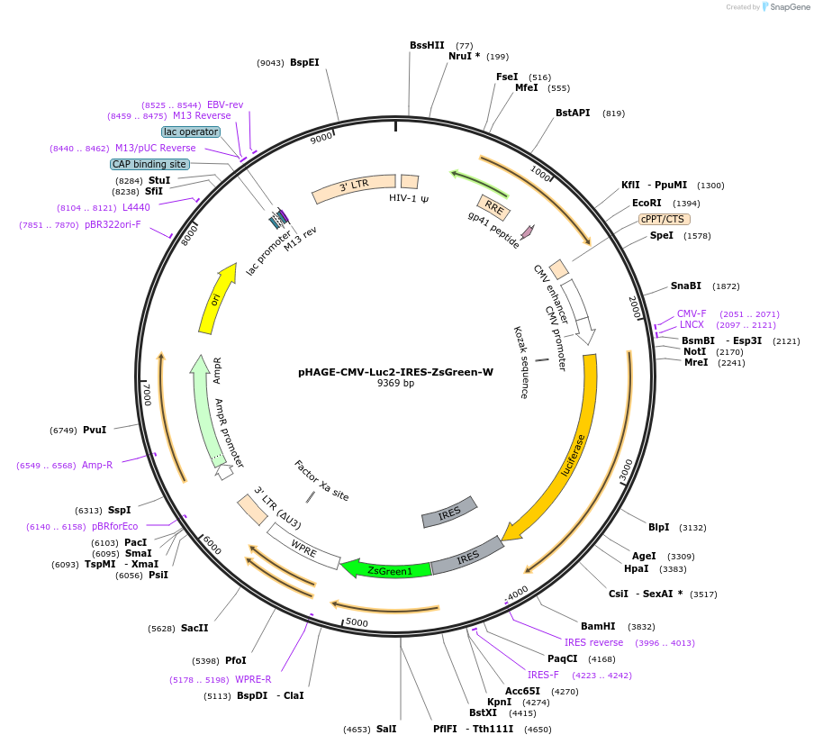 164432-plasmid-map-sequence-id-323768