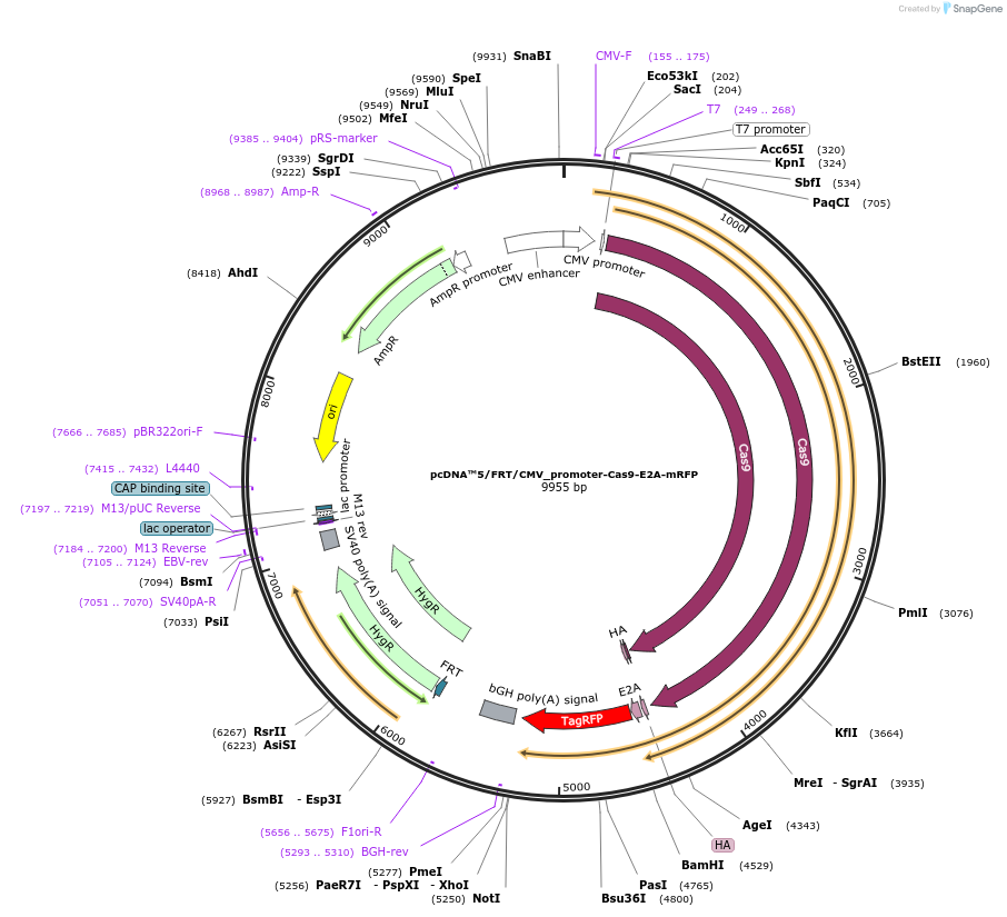 164131-plasmid-map-sequence-id-323775