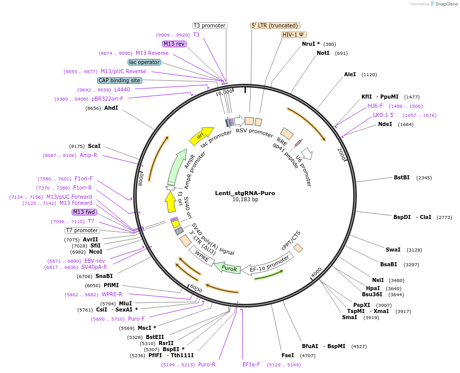 164124-plasmid-map-sequence-id-323776