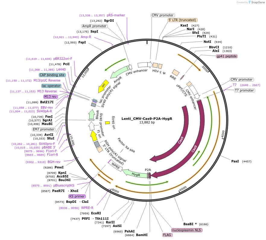 164133-plasmid-map-sequence-id-323777
