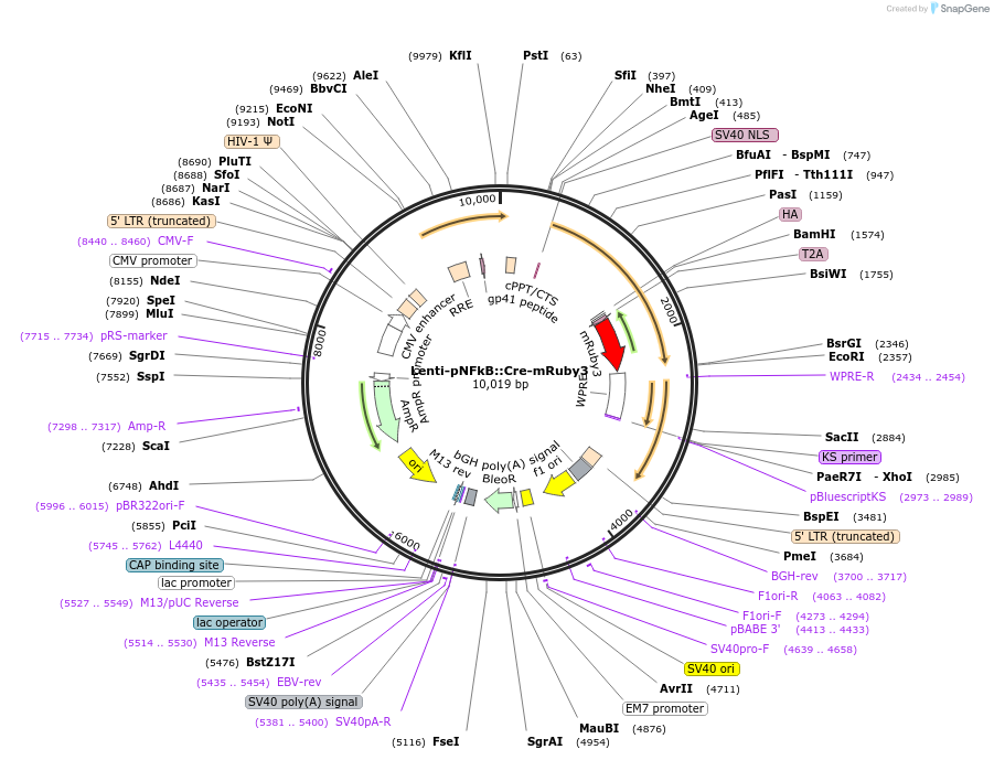 164137-plasmid-map-sequence-id-323778