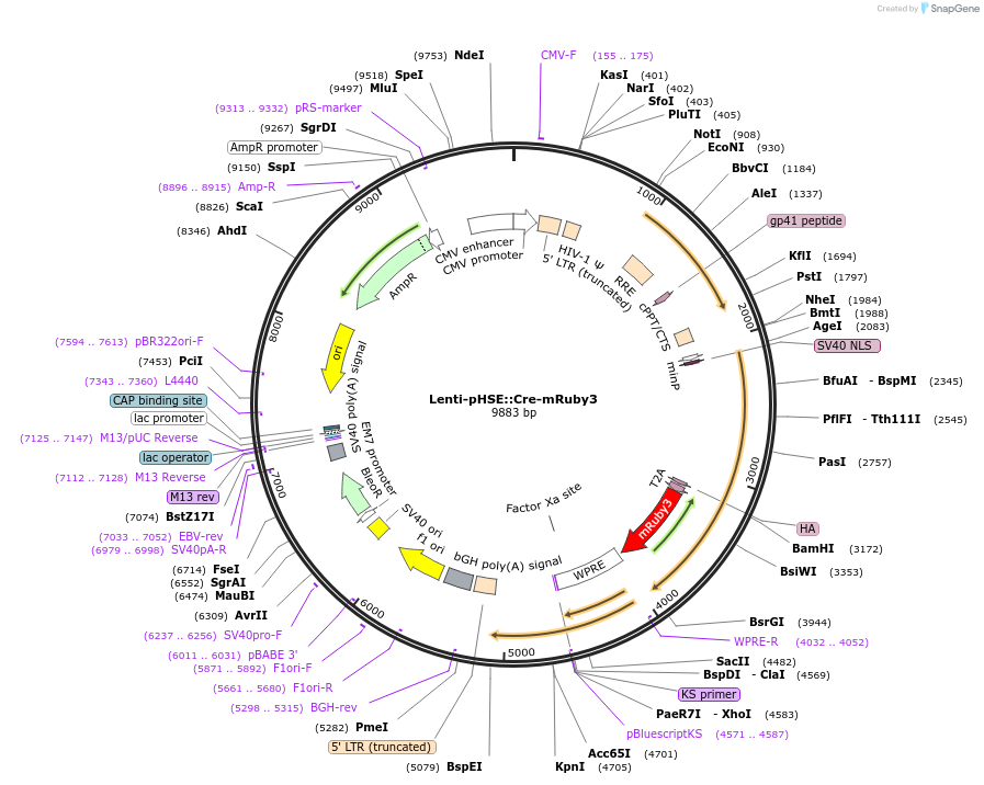 164136-plasmid-map-sequence-id-323779