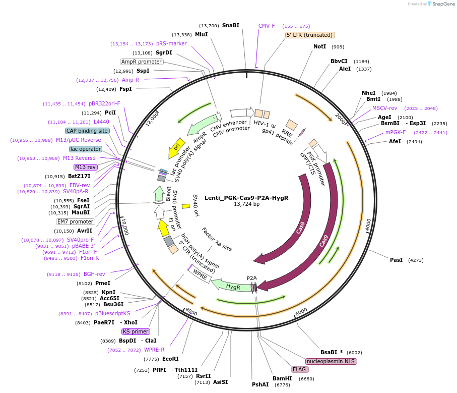 164135-plasmid-map-sequence-id-323780