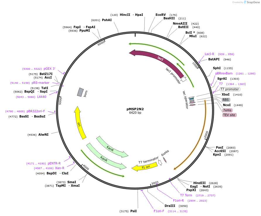 29520-plasmid-map-sequence-id-323836