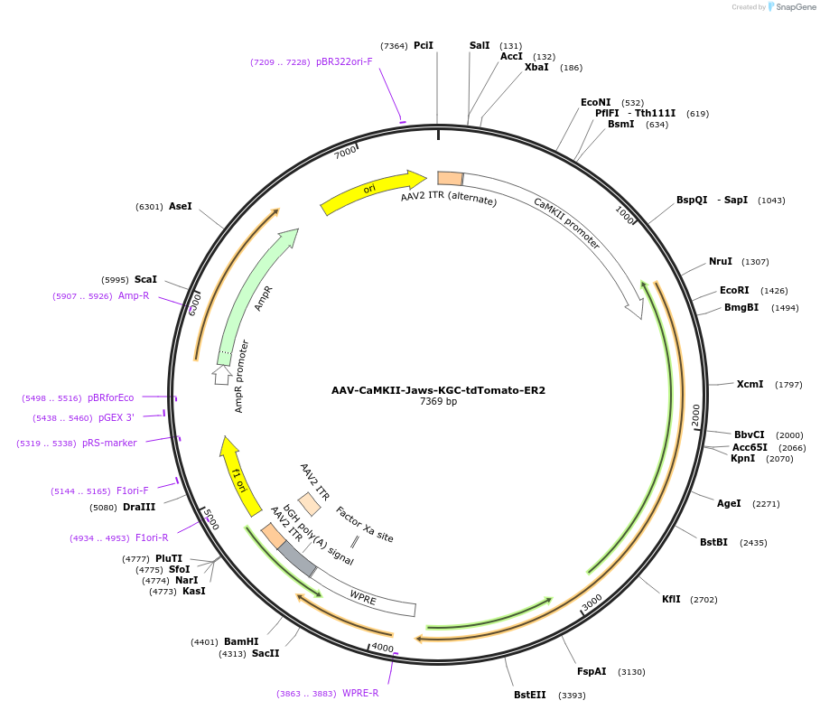 153534-plasmid-map-sequence-id-323843