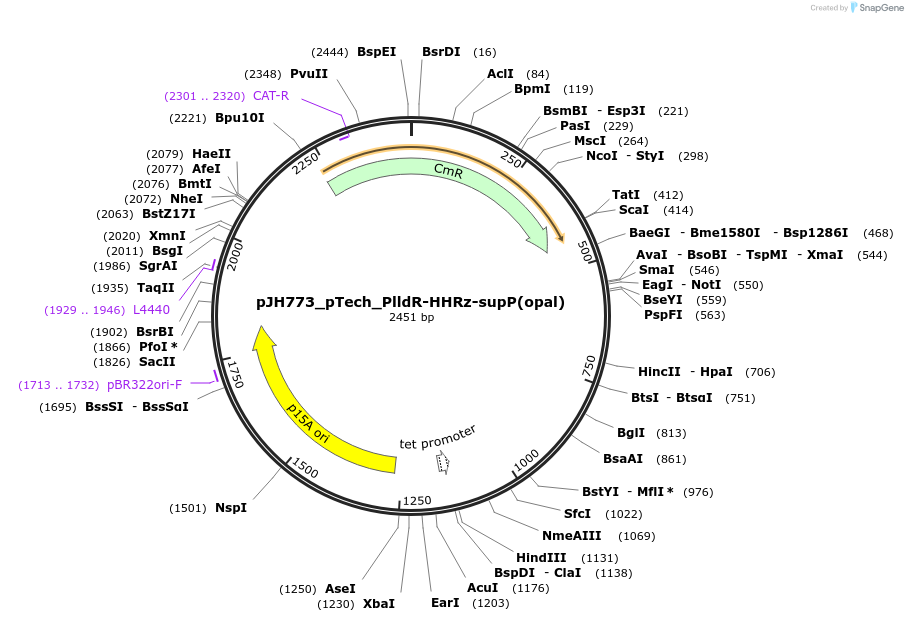 163732-plasmid-map-sequence-id-323845