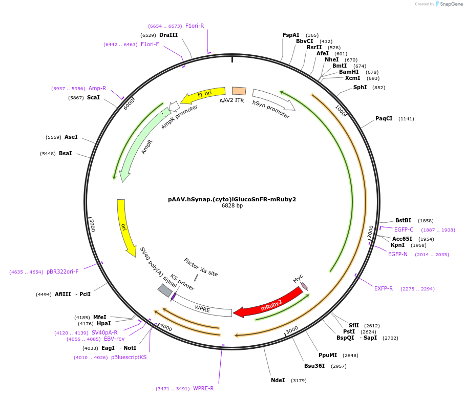 164510-plasmid-map-sequence-id-323856