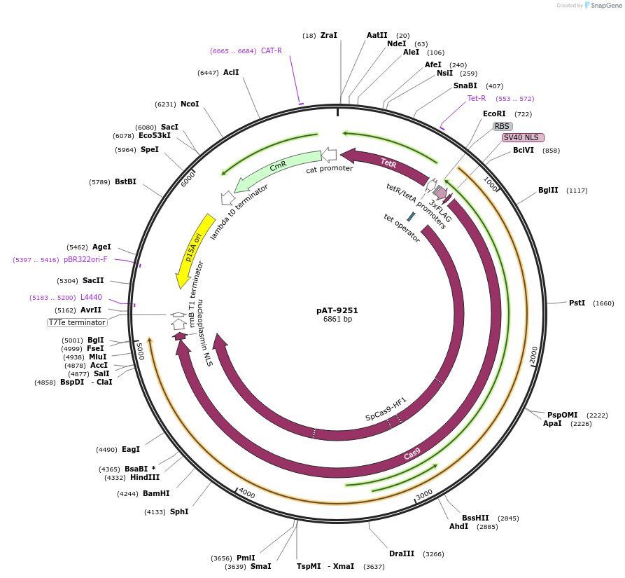 124226-plasmid-map-sequence-id-323866