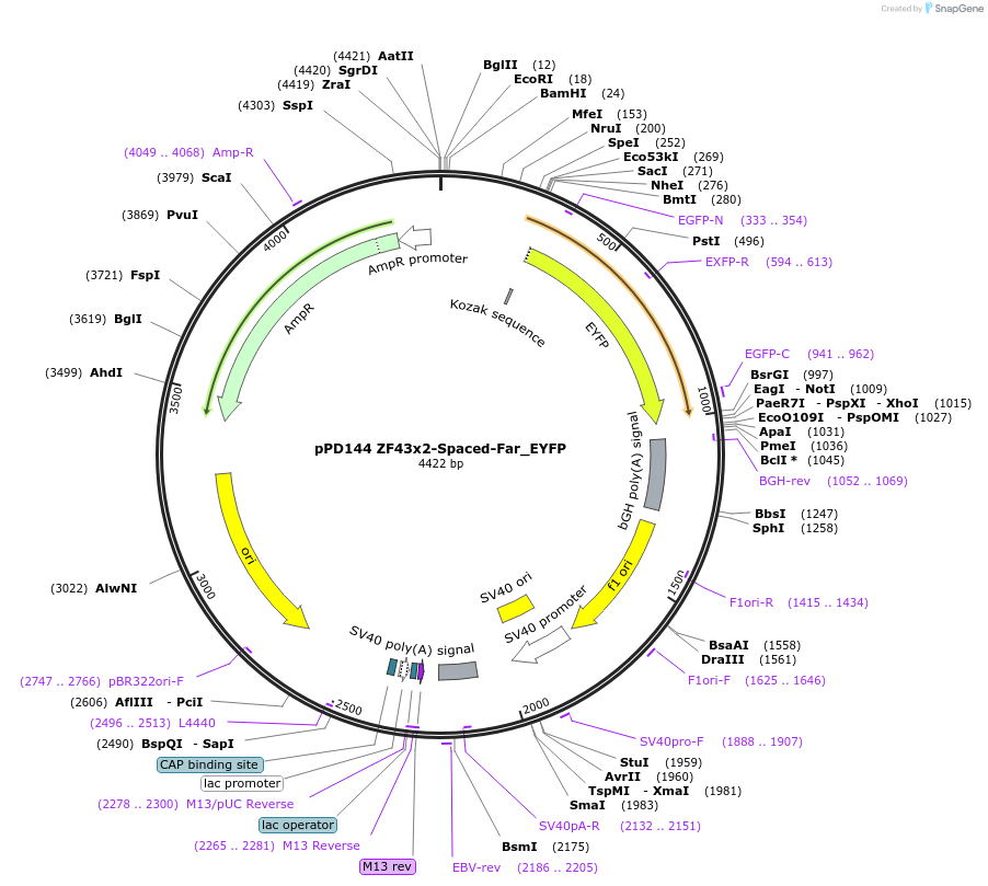 138890-plasmid-map-sequence-id-323877