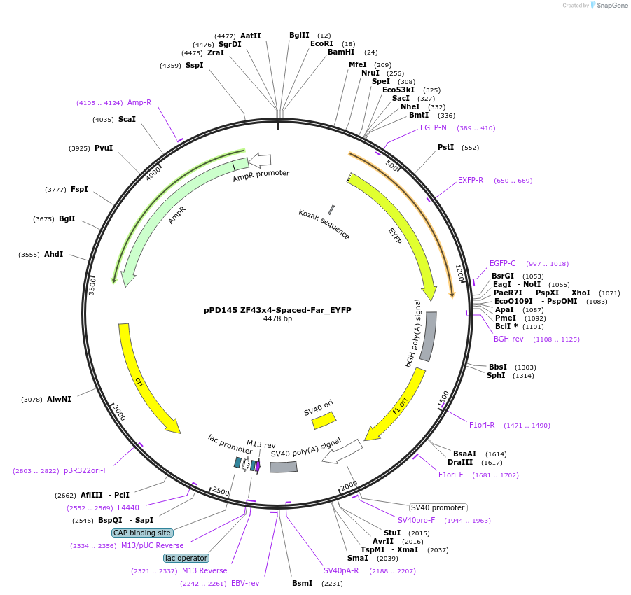 138891-plasmid-map-sequence-id-323878