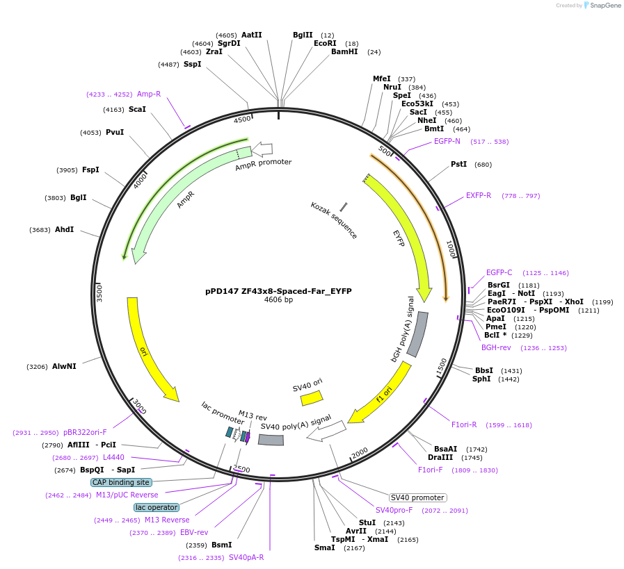 138893-plasmid-map-sequence-id-323881