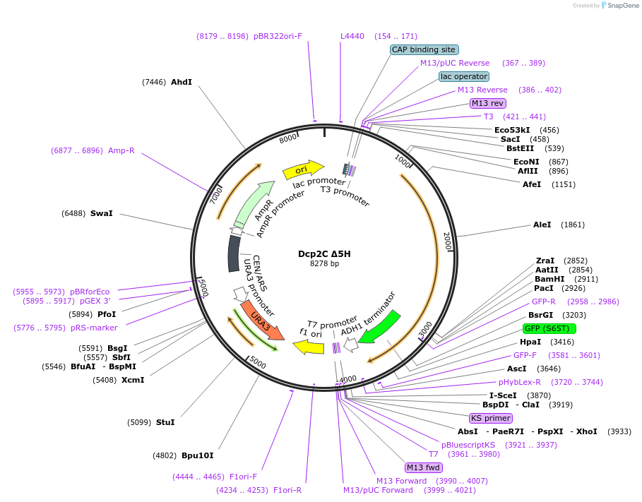 163581-plasmid-map-sequence-id-323895