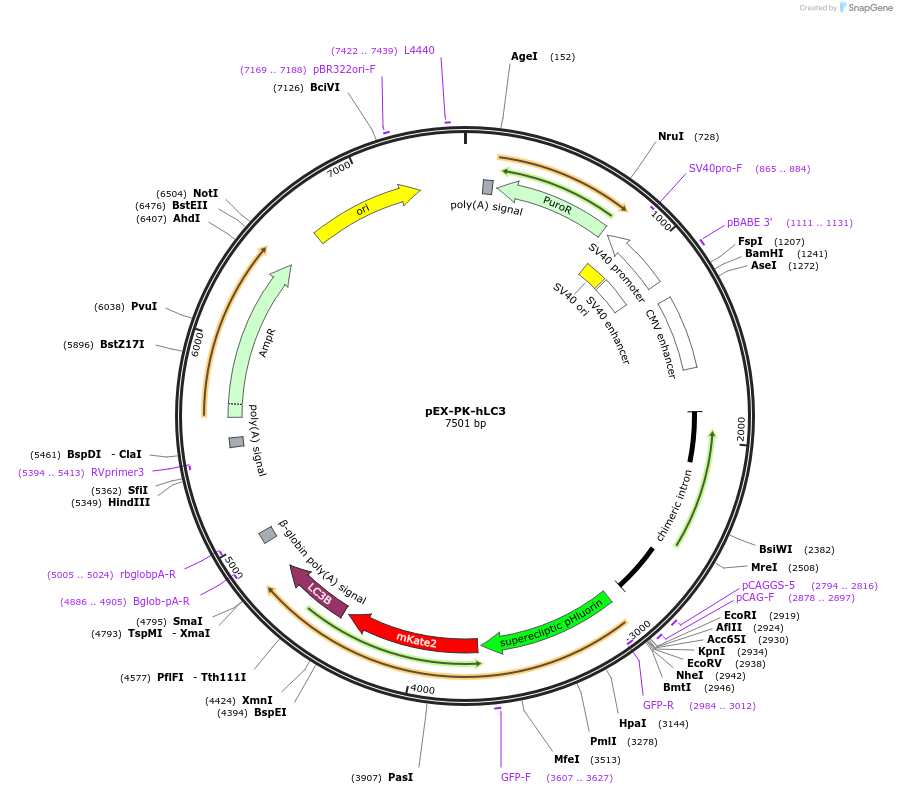 61458-plasmid-map-sequence-id-323903