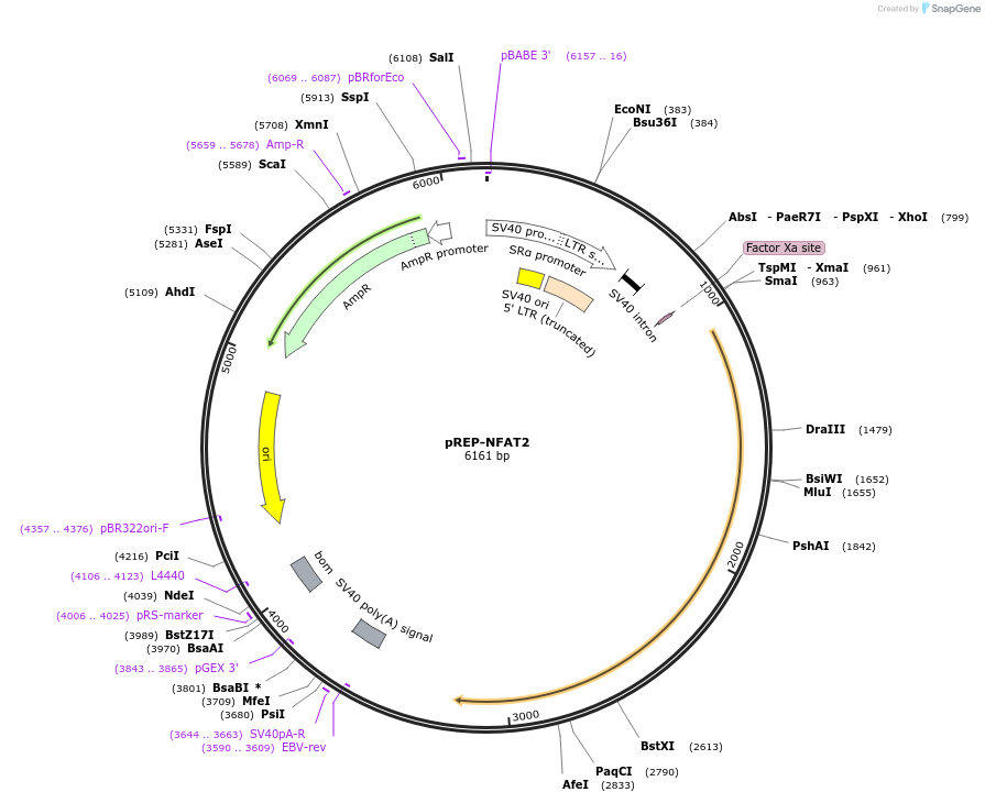 11788-plasmid-map-sequence-id-323906