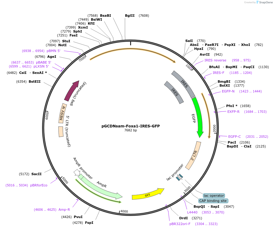 33007-plasmid-map-sequence-id-323910