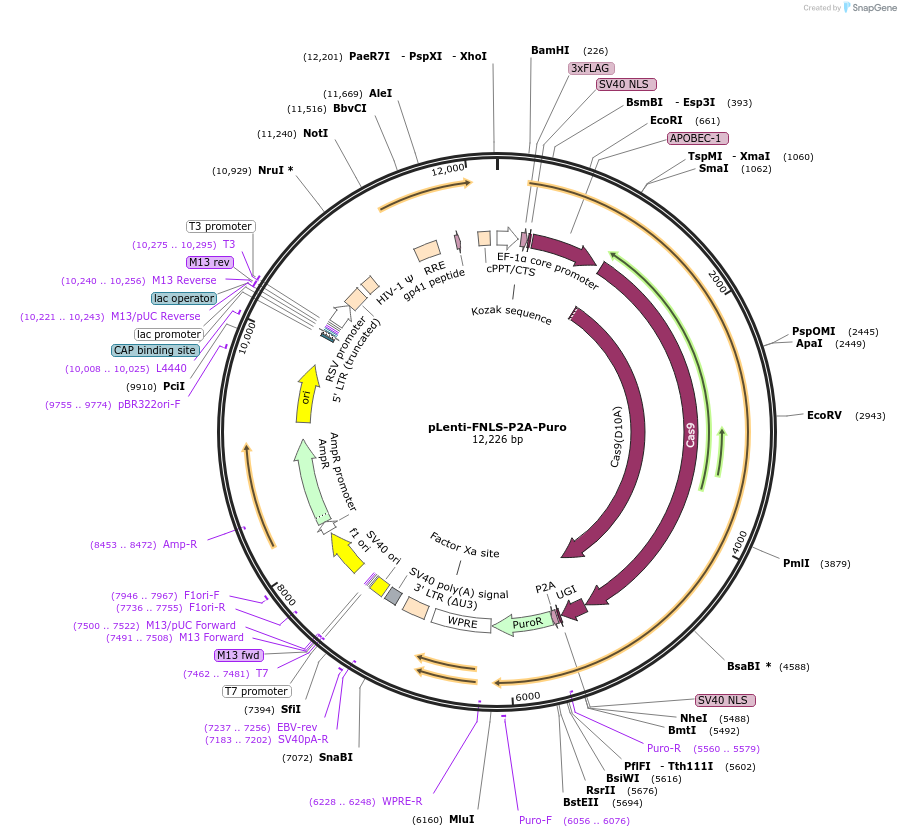 110841-plasmid-map-sequence-id-323911