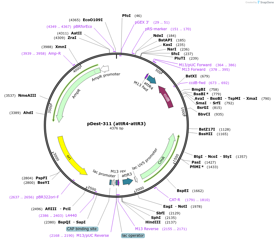 161896-plasmid-map-sequence-id-323914