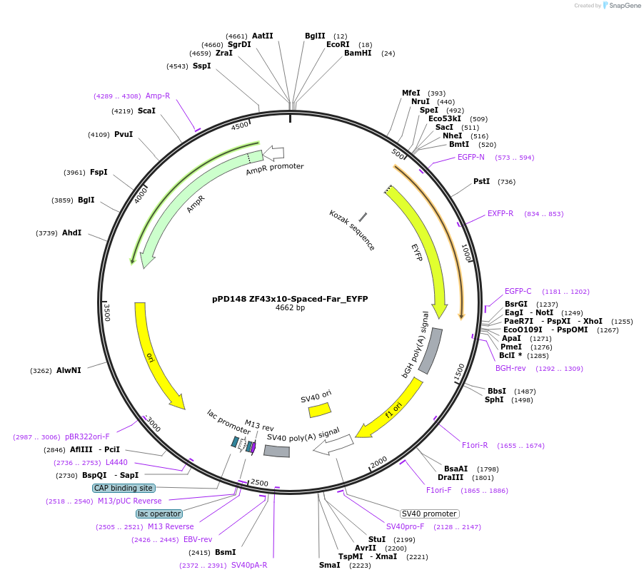 138894-plasmid-map-sequence-id-323915
