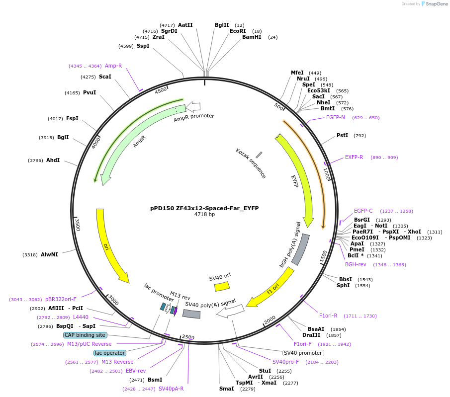 138895-plasmid-map-sequence-id-323916