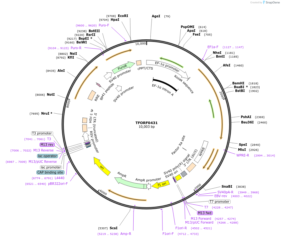 142622-plasmid-map-sequence-id-323919