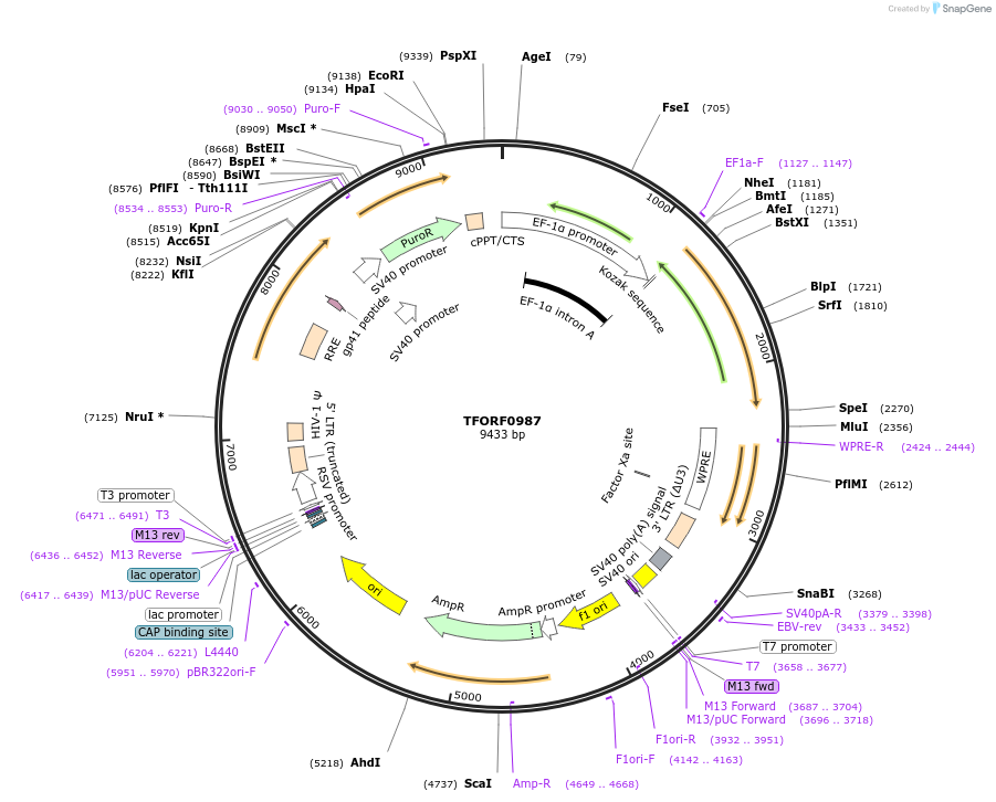 142715-plasmid-map-sequence-id-323920